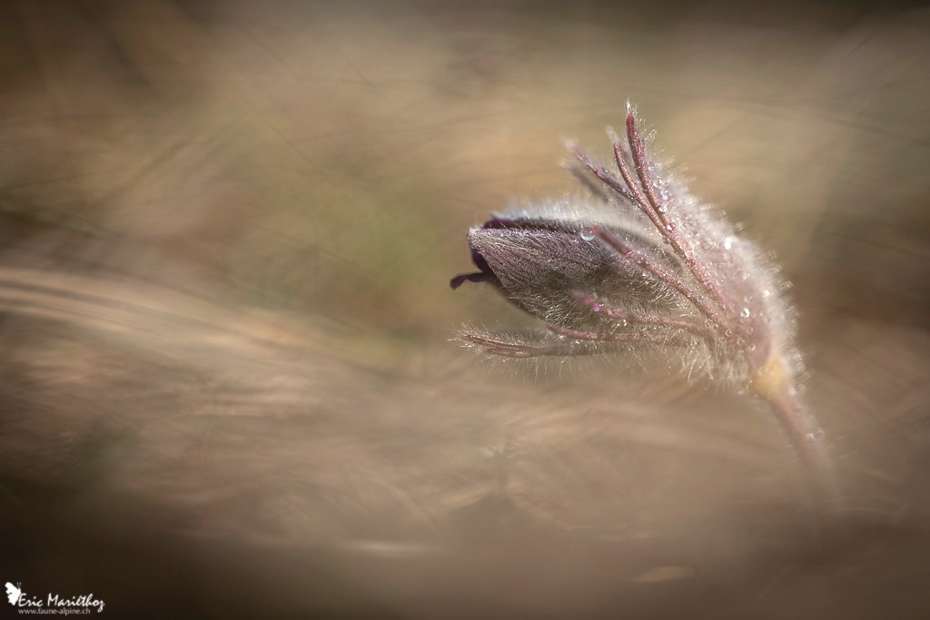 anemone_pulsatille-20