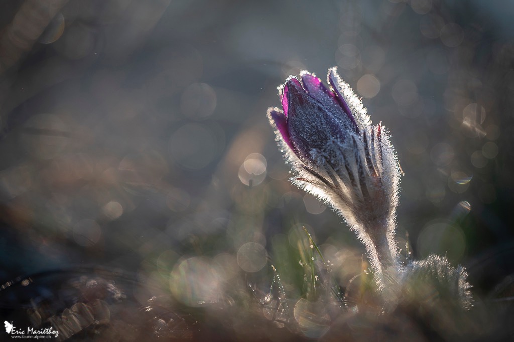 anemone_pulsatille-8