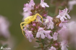araignee_crabe-14