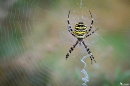 argiope_frelon-197