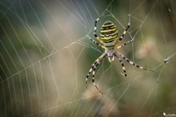 argiope_frelon-96