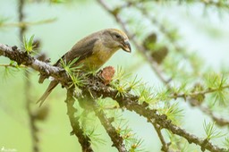 bec_croise_des_sapins-111