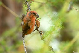 bec_croise_des_sapins-213