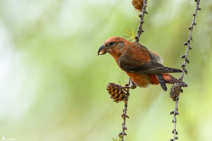 bec_croise_des_sapins-249