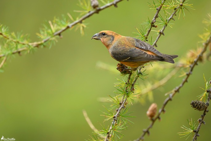 bec_croise_des_sapins-26