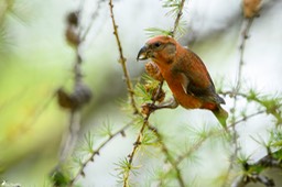 bec_croise_des_sapins-316