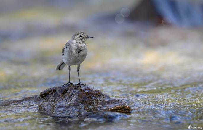 bergeronnette_grise-52