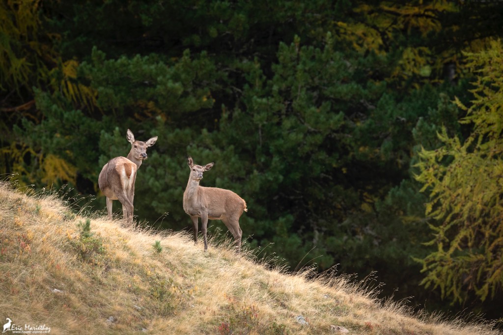 biche-10