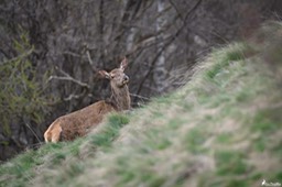 biche-206