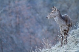 biche-226