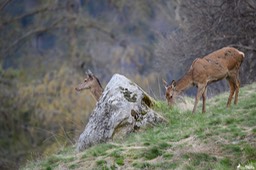 biche-236