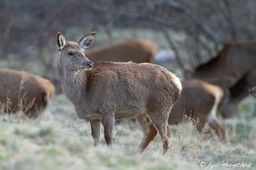 biche-278