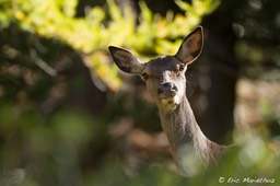 biche-390