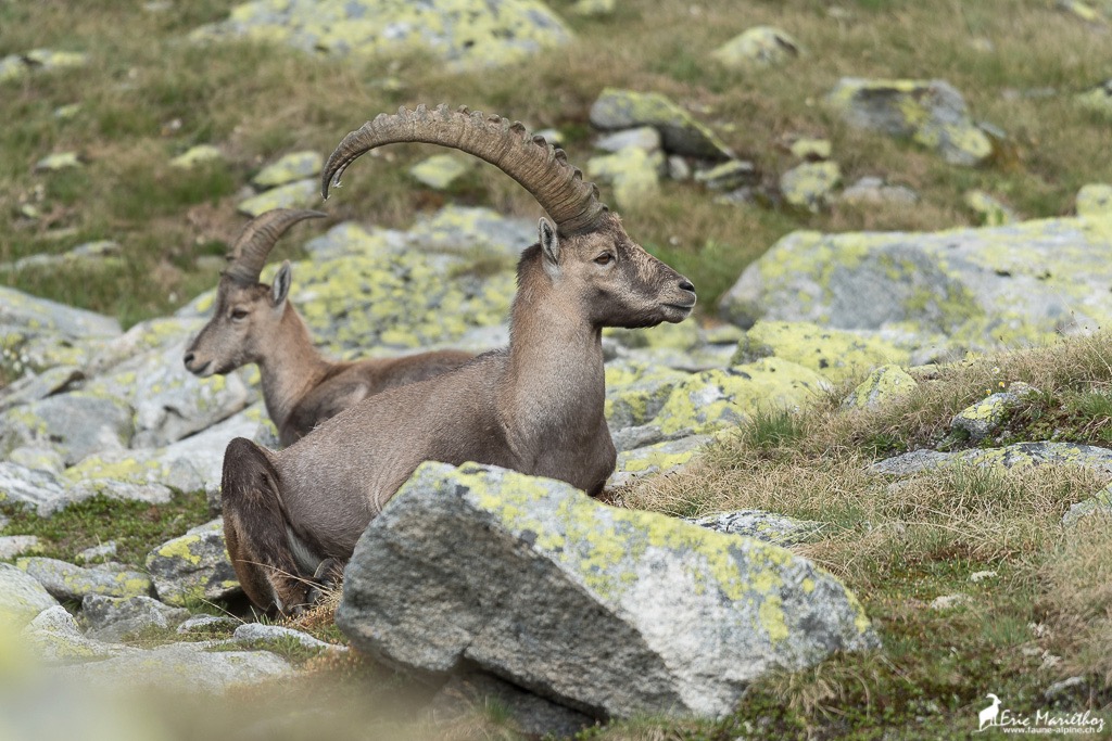 bouquetin-11