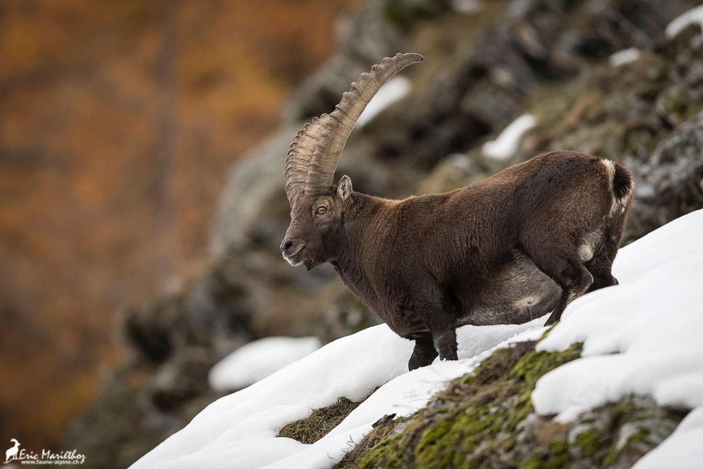 bouquetin-144