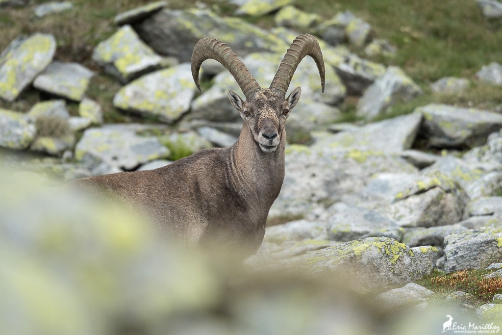 bouquetin-16