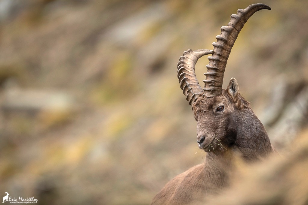 bouquetin-187