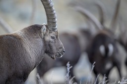 bouquetin-3189