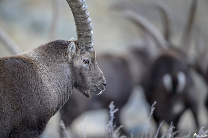 bouquetin-3189