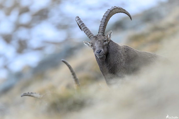 bouquetin-3464
