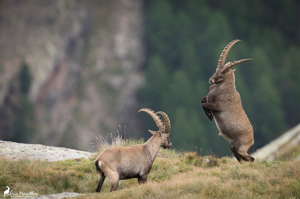 bouquetin-4165