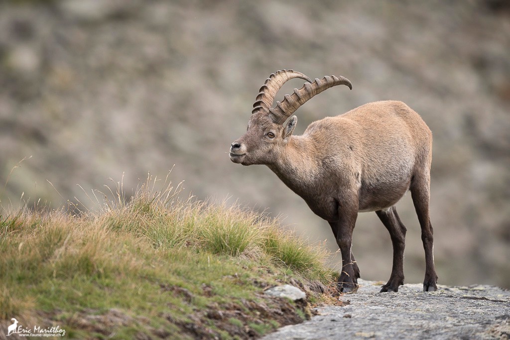 bouquetin-4167