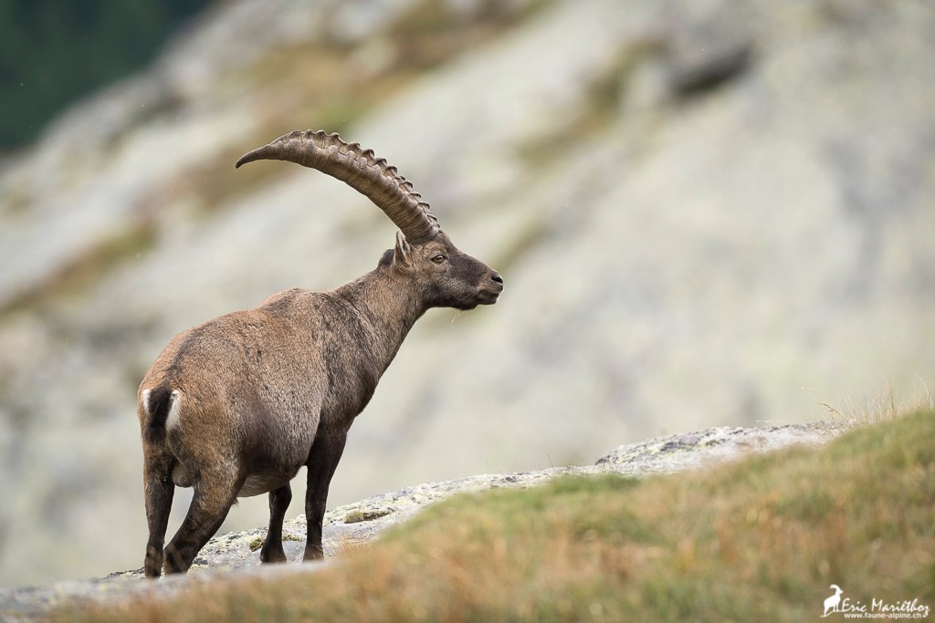 bouquetin-4173