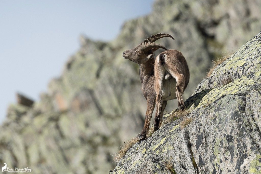 bouquetin-44
