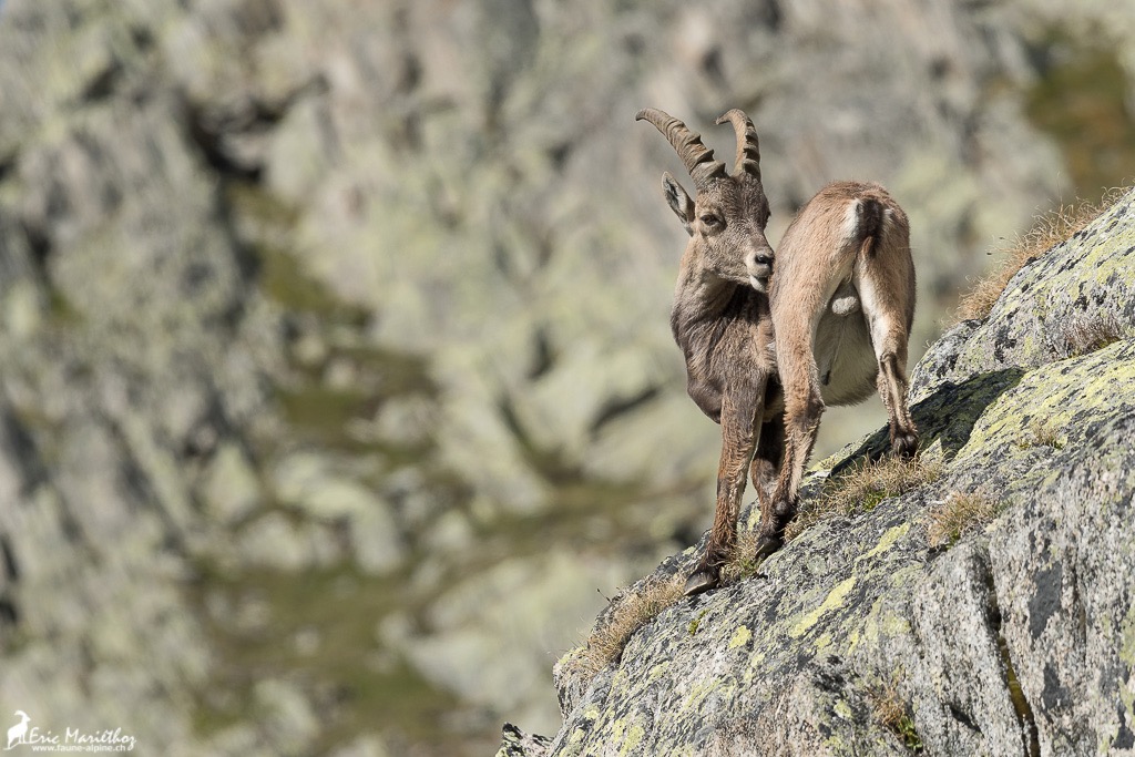 bouquetin-57