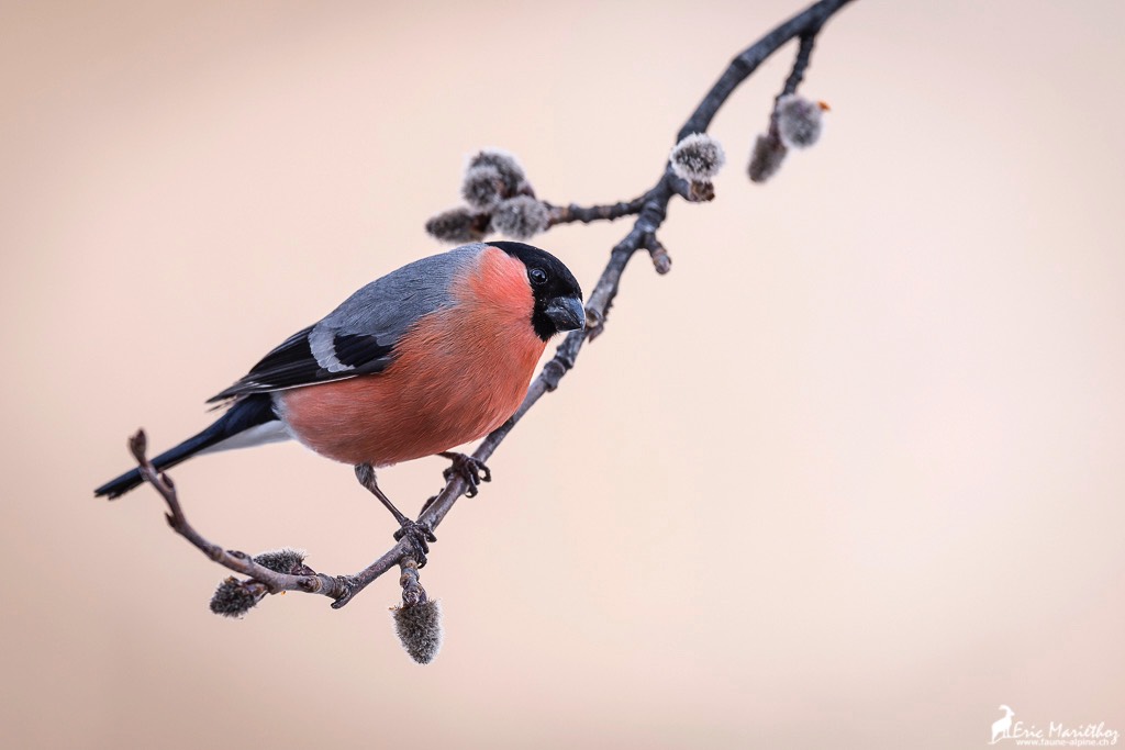 bouvreuil_pivoine-107