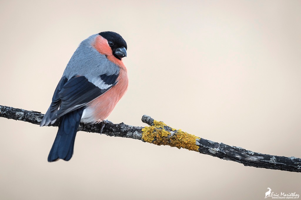 bouvreuil_pivoine-112