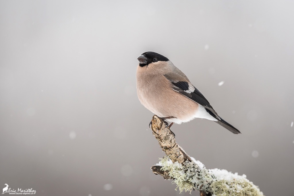 bouvreuil_pivoine-11