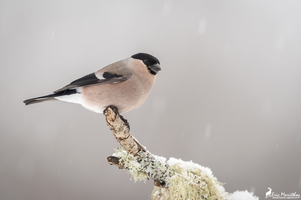 bouvreuil_pivoine-26