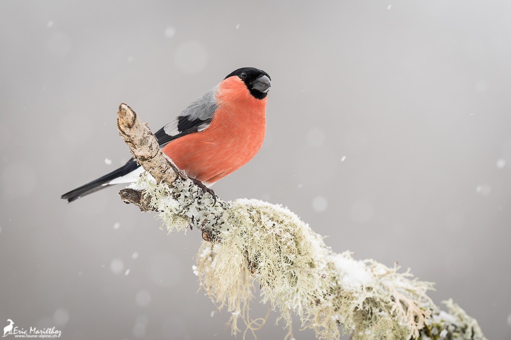 bouvreuil_pivoine-32