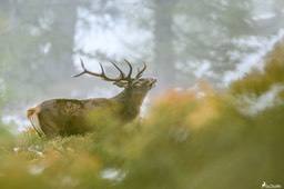 cerf_10cors-1096