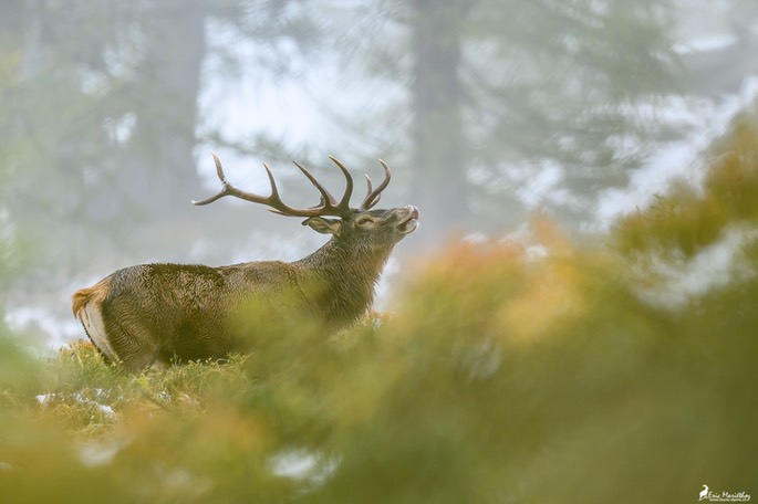cerf_10cors-1096