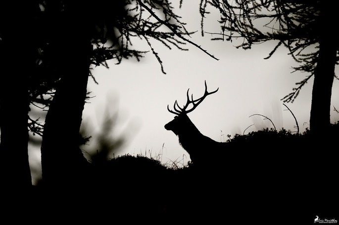 cerf_10cors-1313