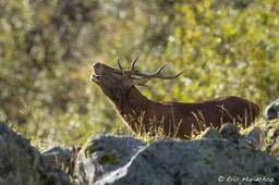 cerf_10cors-137