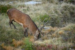 cerf_10cors-1398-Avec accentuation-Bruit