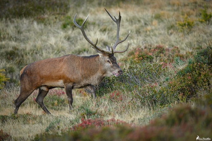 cerf_10cors-1403-Avec accentuation-Bruit