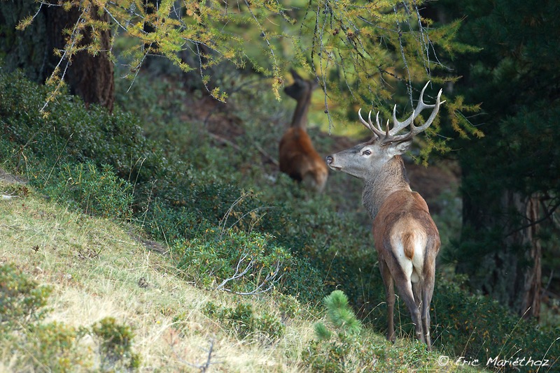 cerf_10cors-147