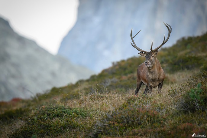 cerf_10cors-1481