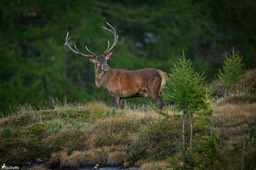 cerf_10cors-1513-Avec accentuation-Bruit