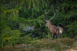 cerf_10cors-1557-Avec accentuation-Bruit