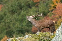 cerf_10cors-206