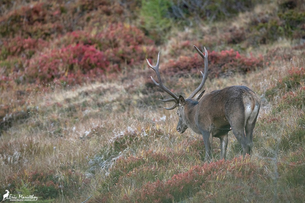 cerf_10cors-23