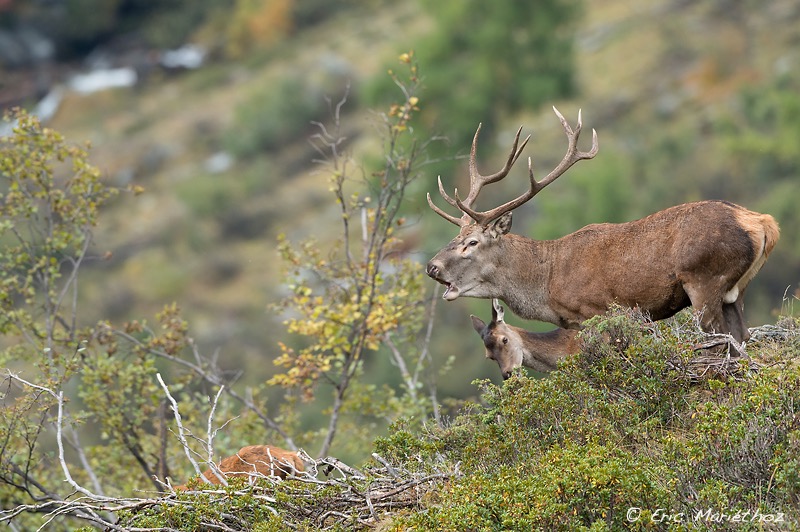 cerf_10cors-267