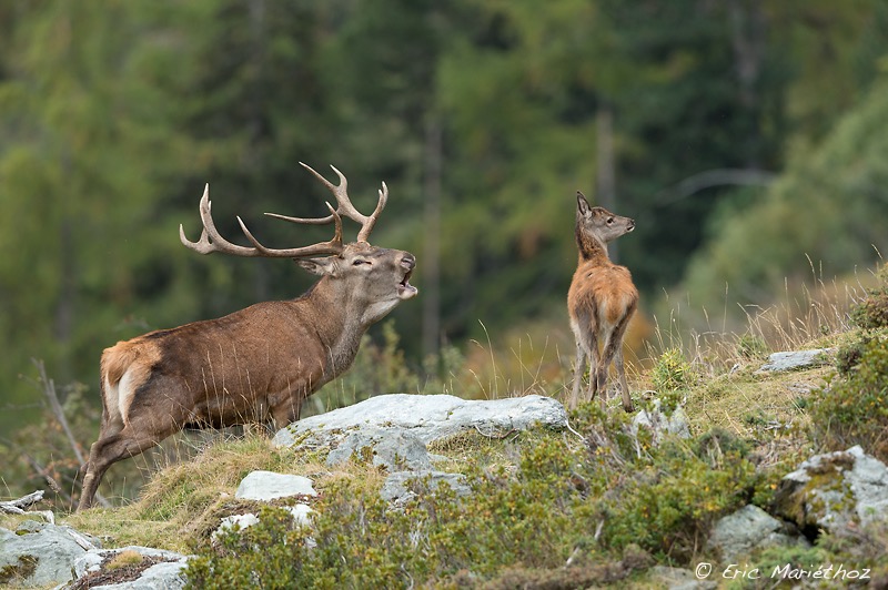 cerf_10cors-290