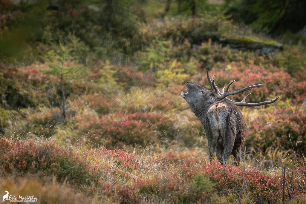 cerf_10cors-358