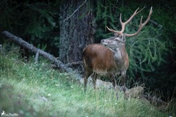 cerf_10cors-35